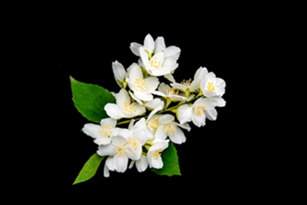 DUNYA fragrance image 2
