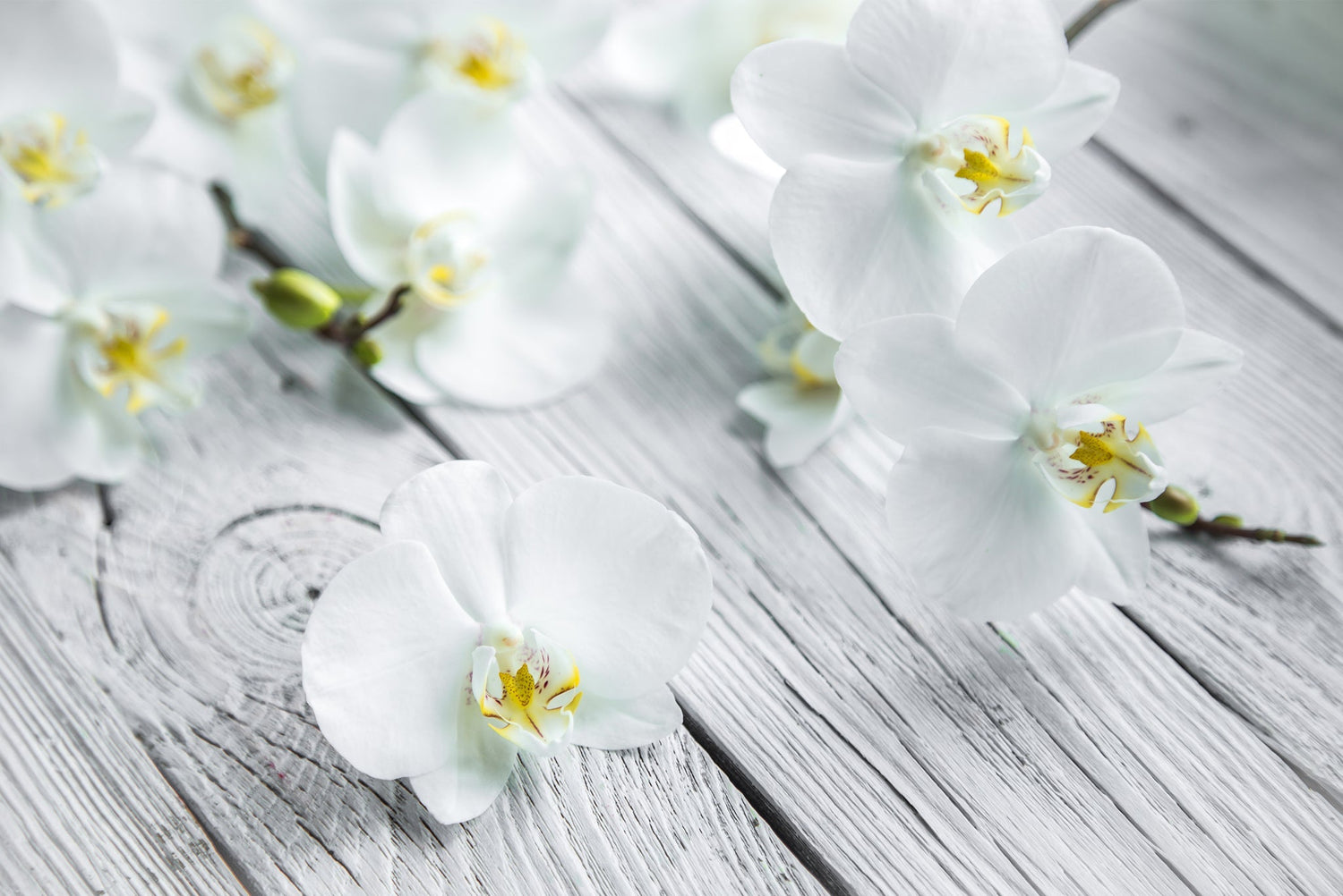 JOUR & NUIT fragrance image 2