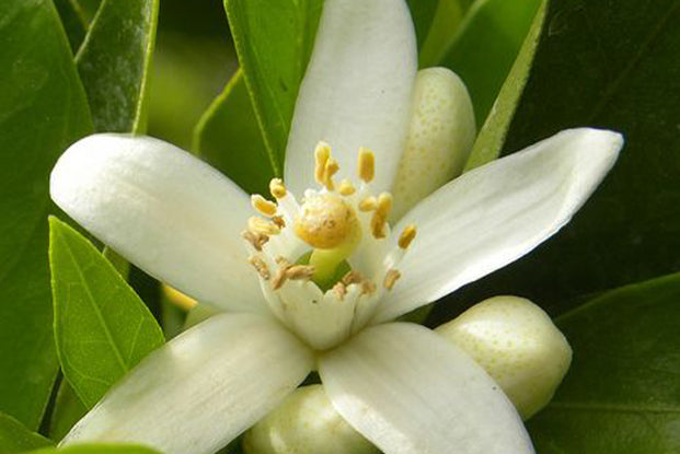 LOST IN THE WOODS fragrance image 2
