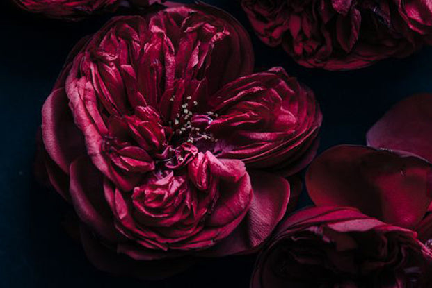 HYPNOTIC PASSION fragrance image 2