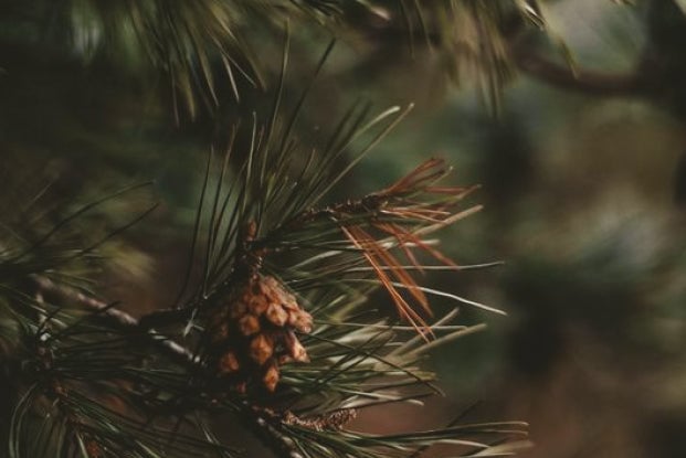 LOST IN THE WOODS fragrance image 3