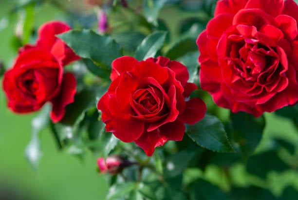 WARD SAFI fragrance image 1