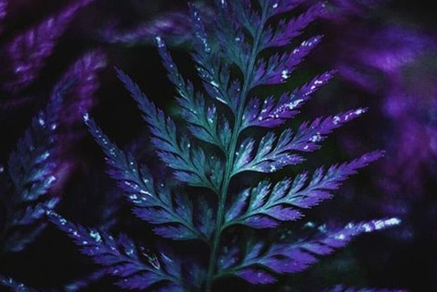 WILD IMPULSE fragrance image 2